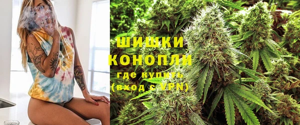 прущие грибы Новодвинск